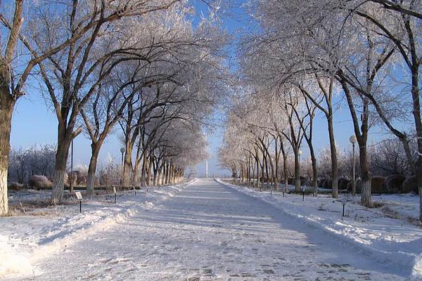 Trees of Cosmonaut ,Baikonur, 2007-01 (C) Marianna Vinokurova