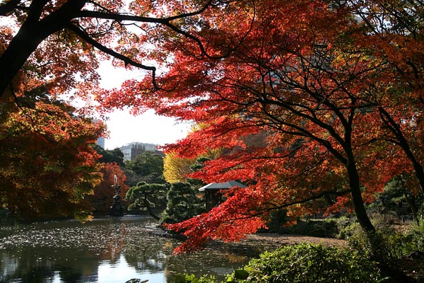 Hibiya Park, Tokyo, 2006-12, (C) Seiji Yoshimoto