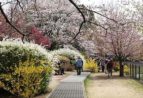 Showakinen Park, Tokyo, 2006-04, (C) Seiji Yoshimoto