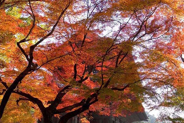 Nanzenji Temple, Kyoto, 2005-11 (C) Seiji Yoshimoto