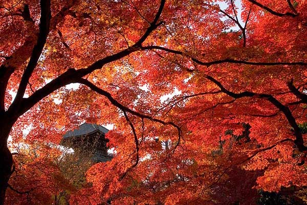 Shinnyodo Temple, Kyoto, 2005-11 (C) Seiji Yoshimoto